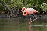 American Flamingo